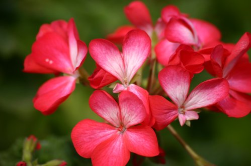 Chu Chu - Mini- och Dv�rgpelargoner.